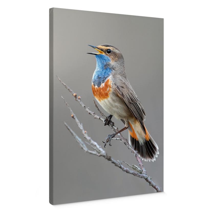 Canvasbillede af syngende blåhals - van Duijn
