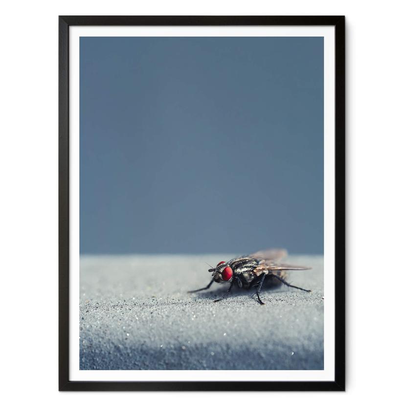 Póster Marrón - Mosca doméstica sobre azul