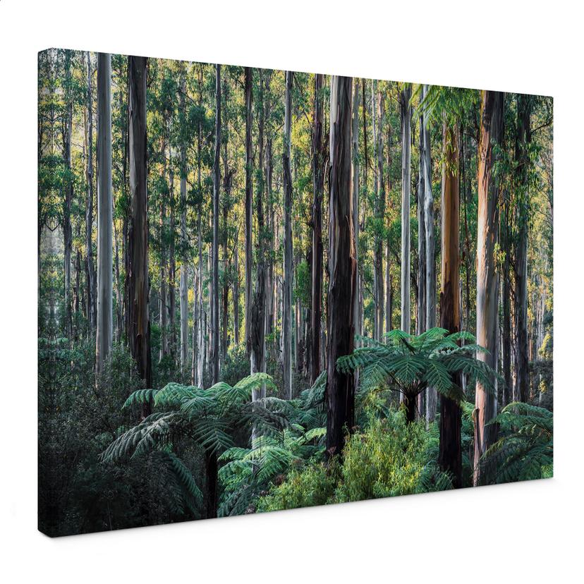Canvasbillede Eukalyptusskov i Yarra Ranges - Colombo