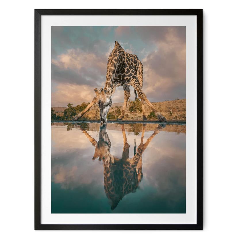 Safariplakat - Spejling af en giraf i naturen - Amtmann