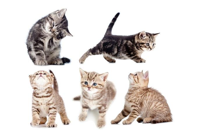 Fönsterbild Riktiga kattungar Set 03