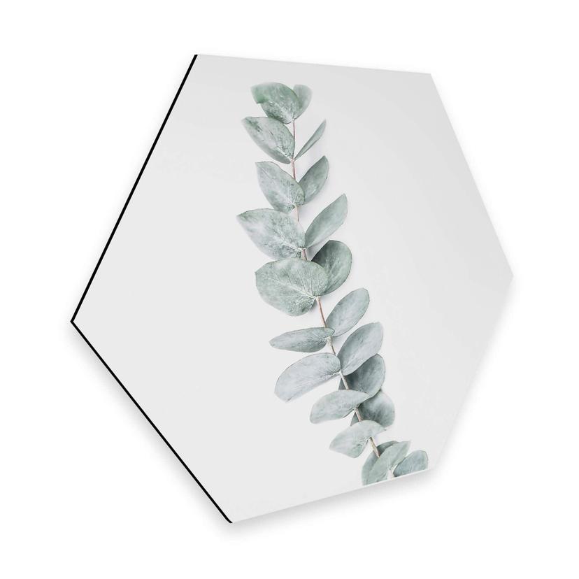 Hexagon Alu-Dibond - Sisi & Seb - Takje Eucalyptus