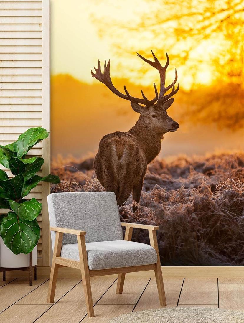 Fototapete, Hirsch bei Sonnenuntergang