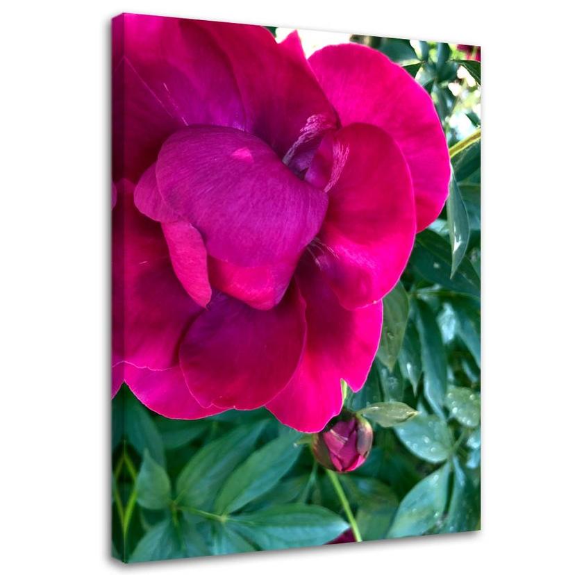 Canvasbillede, Pæonblomster