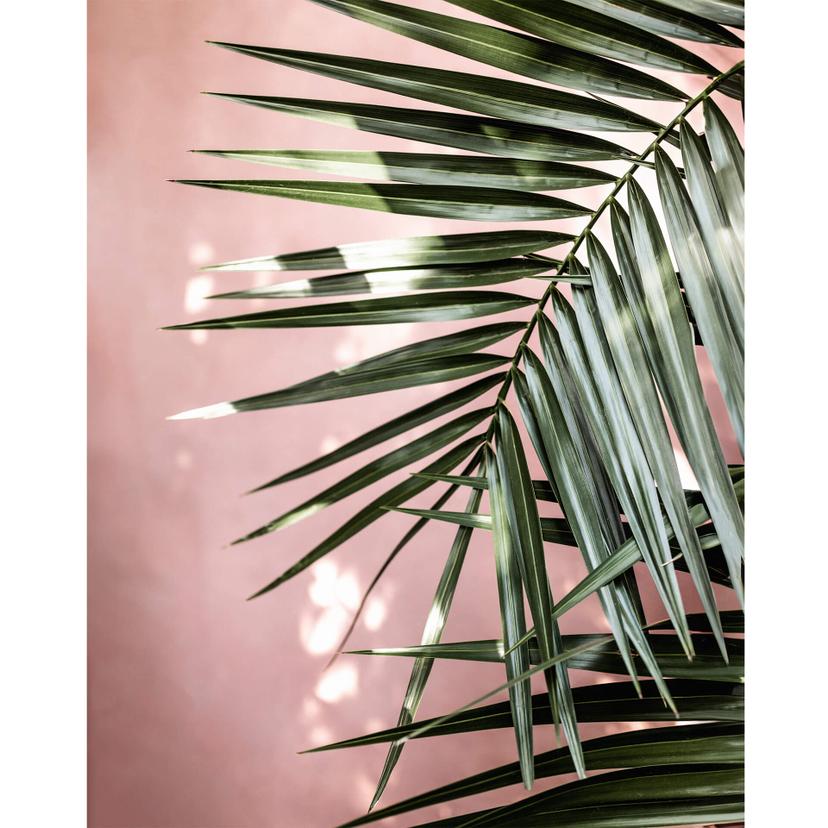 Fotomurale Foglia di palma davanti a un muro rosa - Böhmer