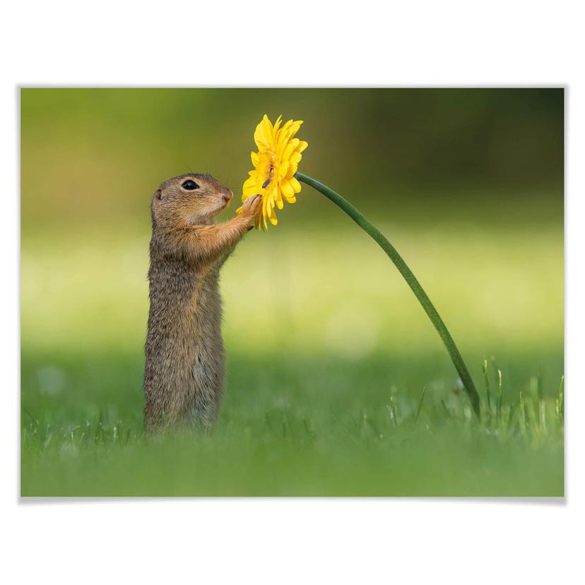 Poster van Duijn - Ekorren håller i en blomma