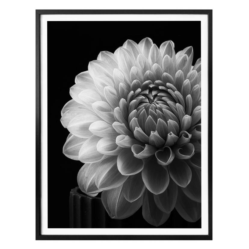 Plakat - Grønkjær - Dahlia