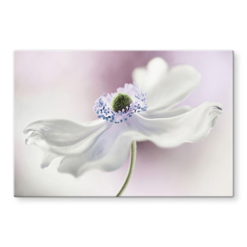 Pannello paraschizzi Disher - Anemone