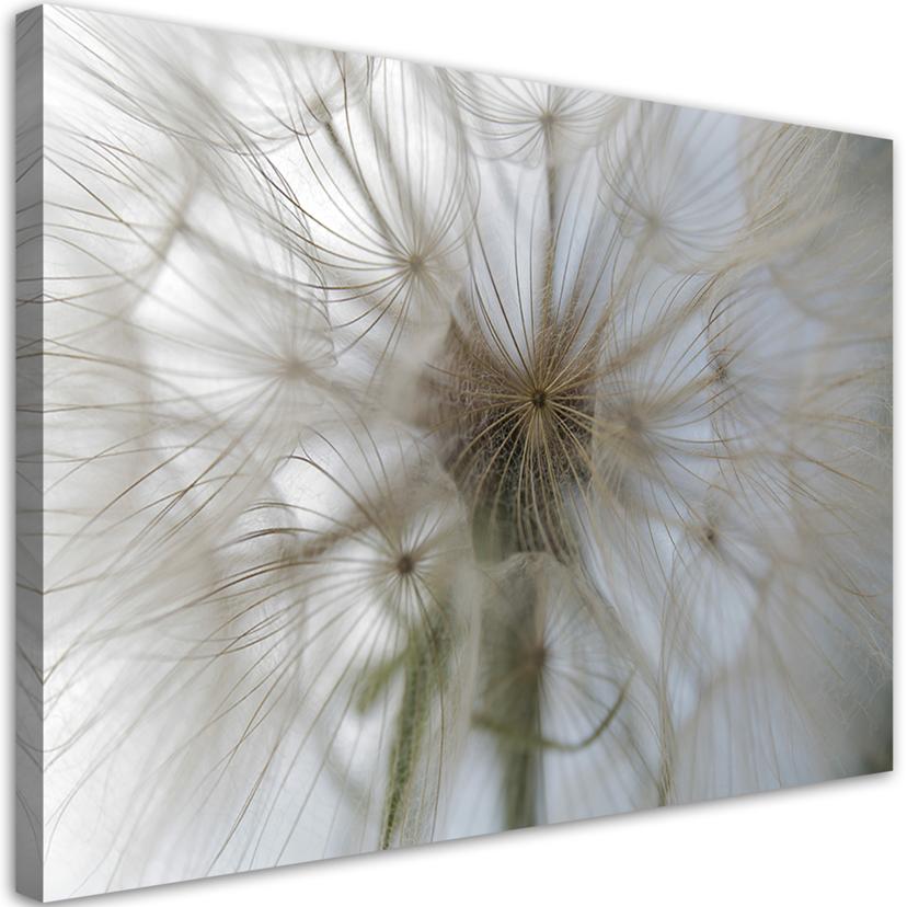 Canvasbillede, Mælkebøtteplanter natur