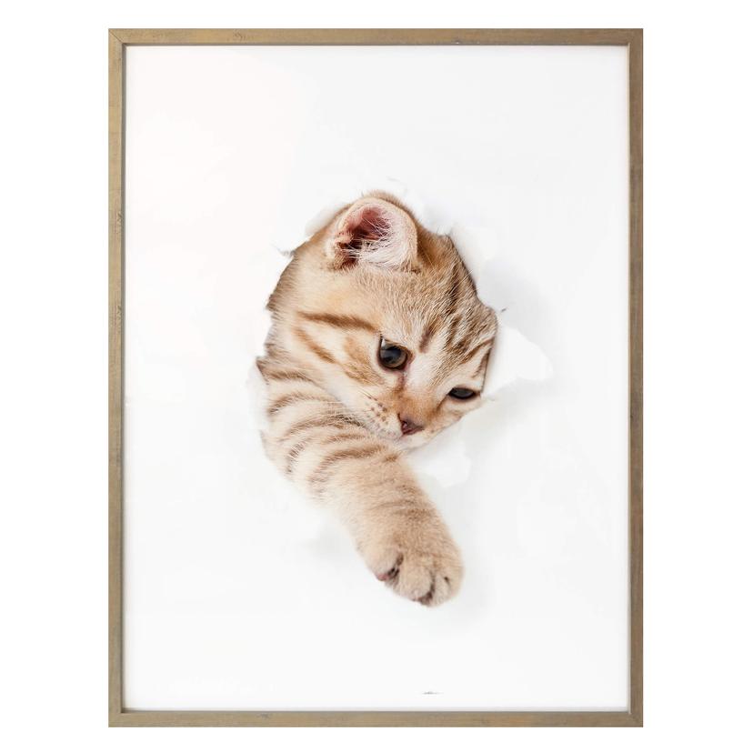 Affiche Chat en exploration !