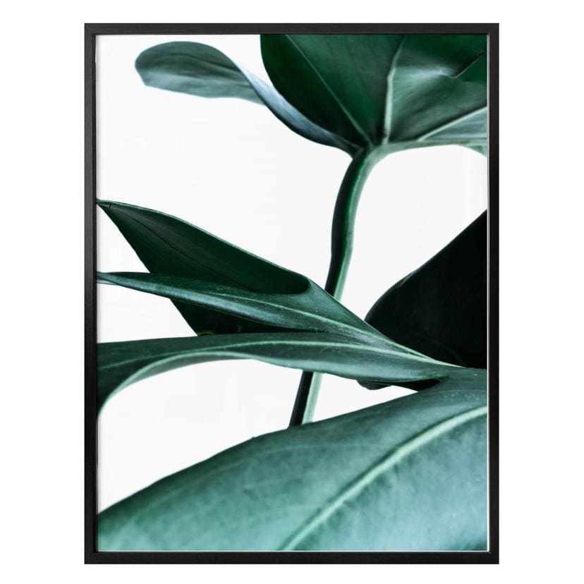 Poster - Urban Jungle - Monstera Deliciosa