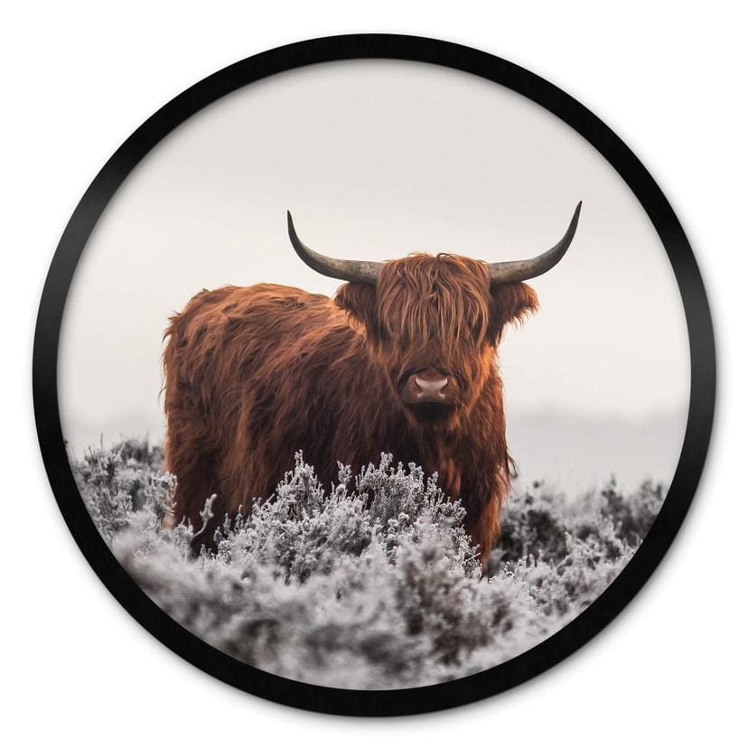 Plakat van den Helm - Highlander