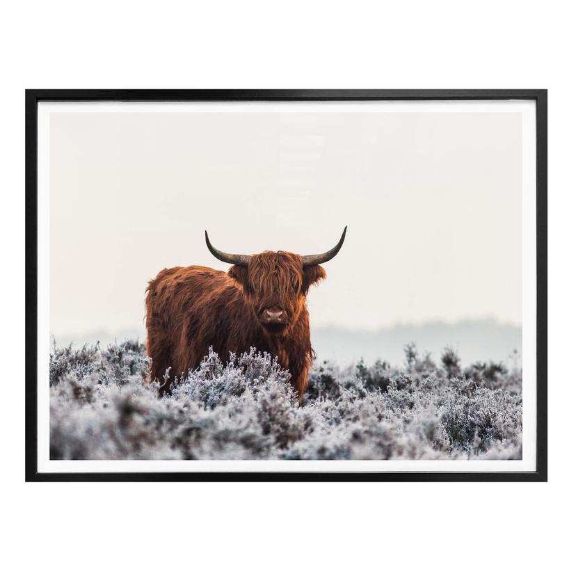 Plakat van den Helm - Highlander
