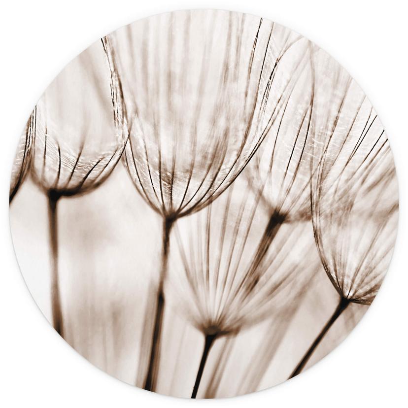 Behangcirkel Dandelions - vliesbehang/zelfklevend vliesbehang
