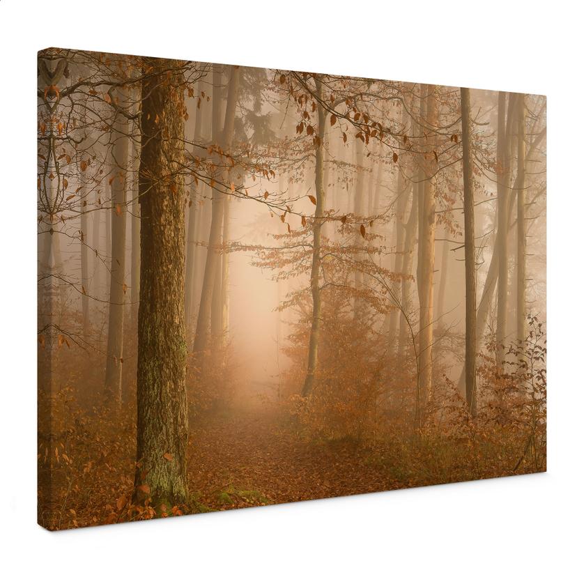 Canvasbillede dis og lys i en efterårsskov - Maier