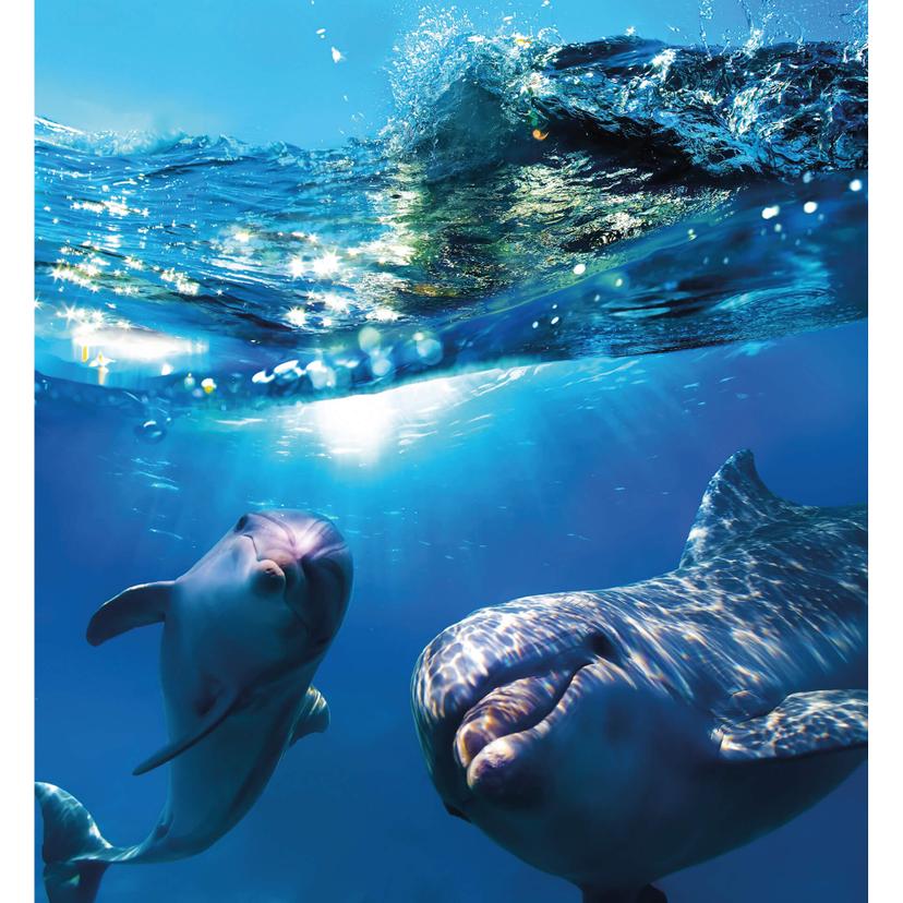 Fotomurale Dolphins Underwater - 240x260 cm