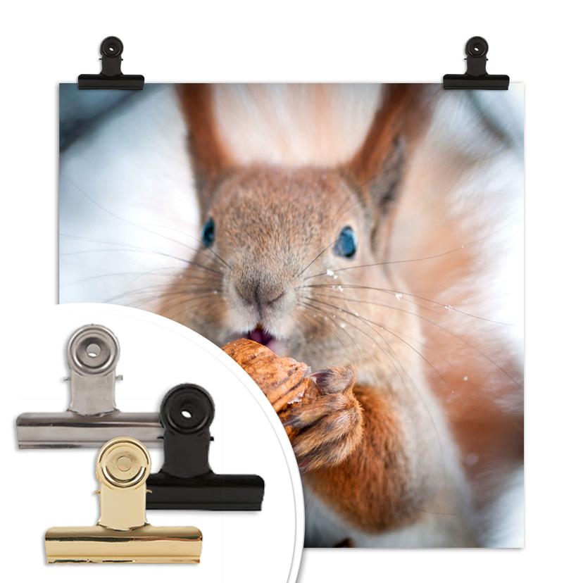 Poster ekorre med nöt