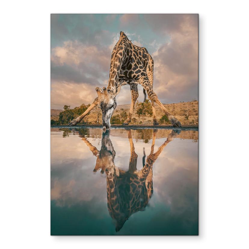 Fototapet Refleksion af en giraf i naturen - Amtmann – print på aluminium (Alu-Dibond)