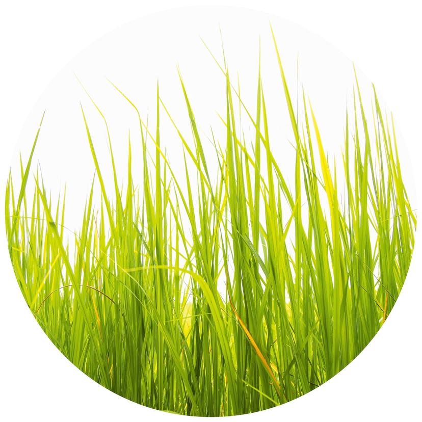 Behangcirkel High Grass - vliesbehang/zelfklevend vliesbehang