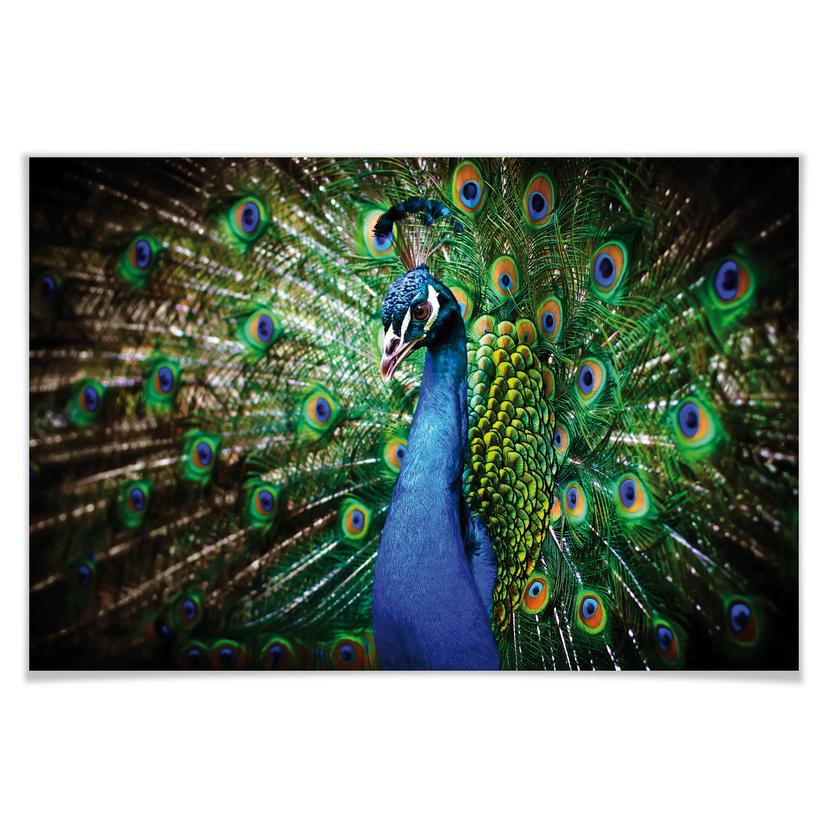 Poster - beautiful Peacock
