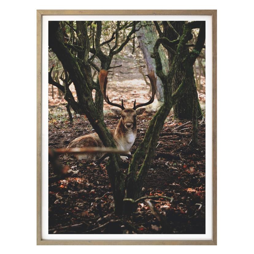 Poster Pause dans la forêt