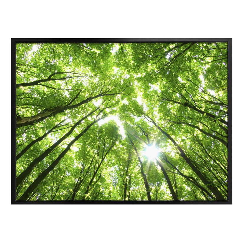 Póster Copas de los árboles en el bosque