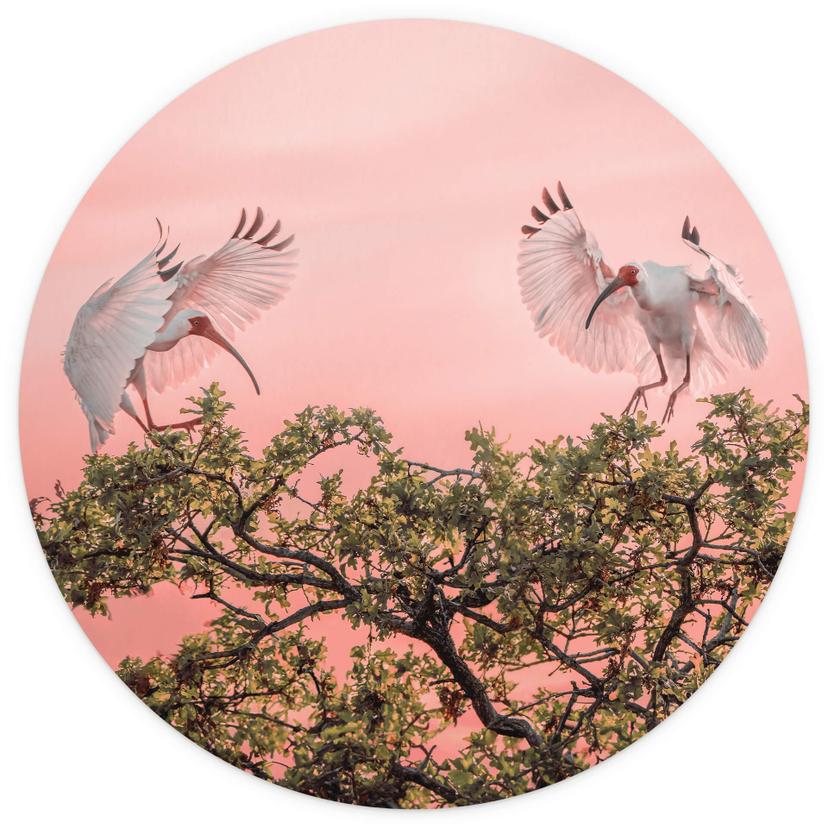 Fotomurale tondo Zhao - Birds at Sunset - carta da parati in tessuto non tessuto/carta da parati in