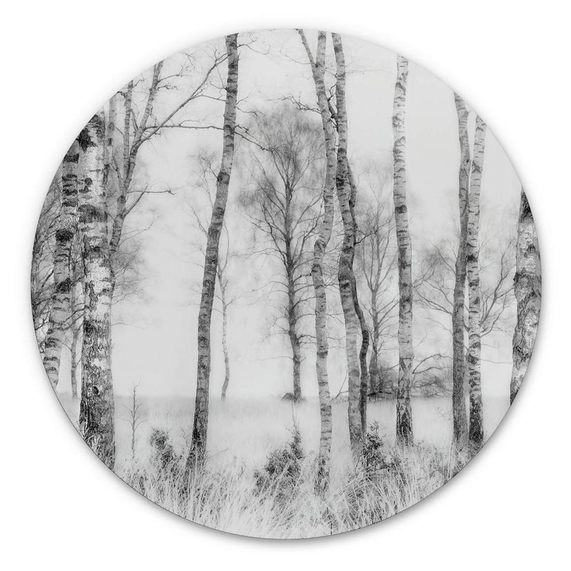 Tableau sur alu-Dibond Talen - Forêt de bouleaux noirs et blancs