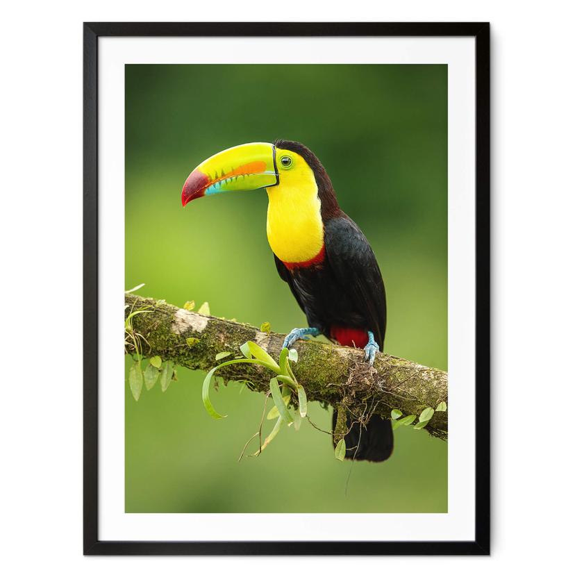 Póster van Duijn - Tucán pescador en Costa Rica