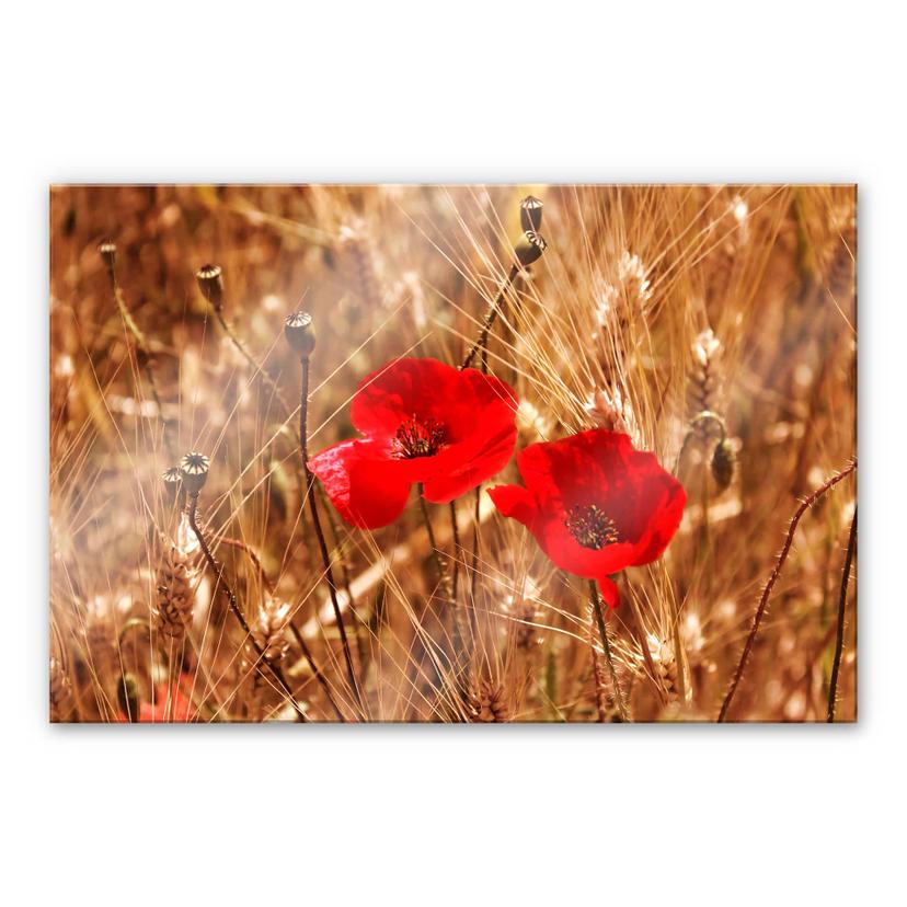 Tableau en verre acrylique - Coquelicots dans le champ