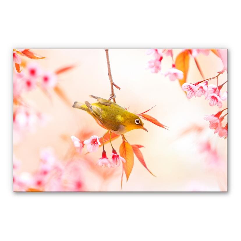 Tableau en verre acrylique - Oiseaux qui pépient dans les fleurs de cerisier
