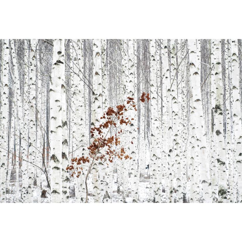 Fotomurale – Bosco di betulle