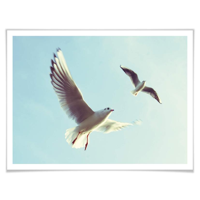 Poster Seagulls 02