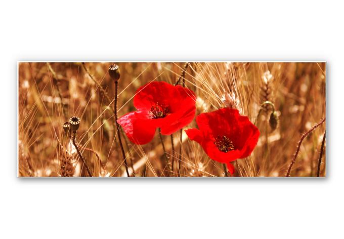 Tableau Forex - Coquelicot dans le champ - Panorama