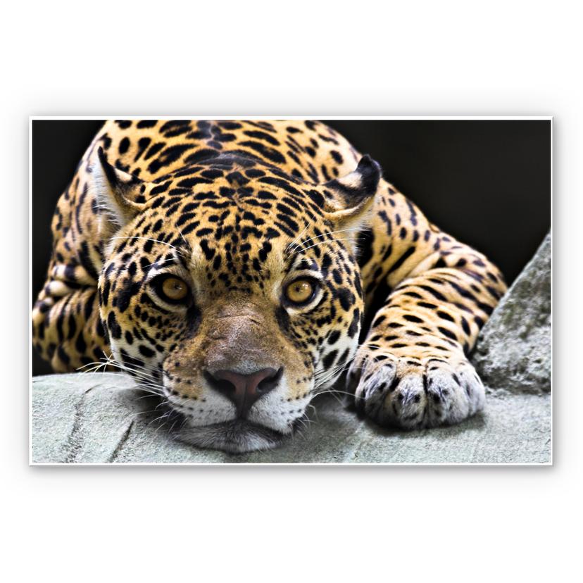 Tableau Forex - Jaguar