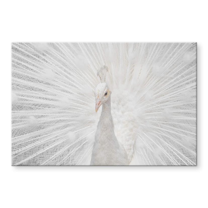Tableau sur verre acrylique Fegari - Paon blanc