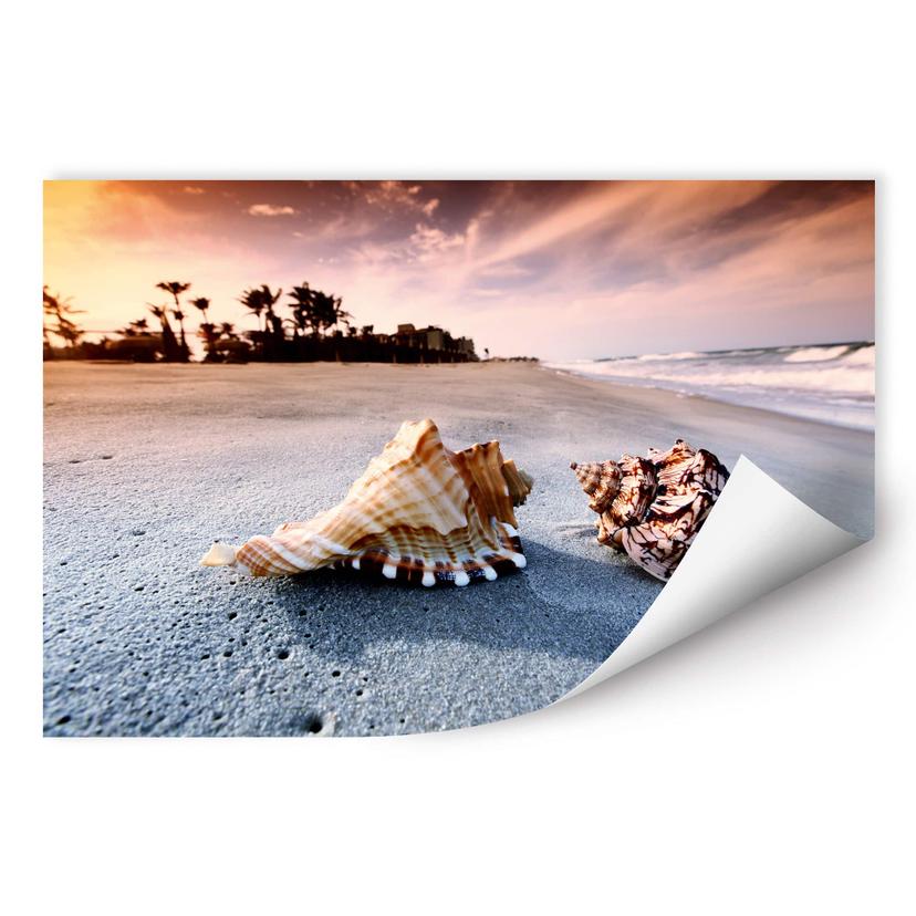 Poster autocollant - W - Paradis de Coquillages