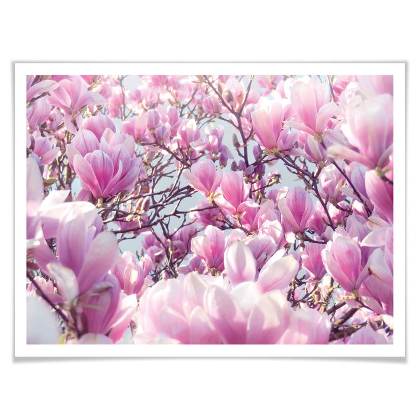 Poster Delgado - Magnolia
