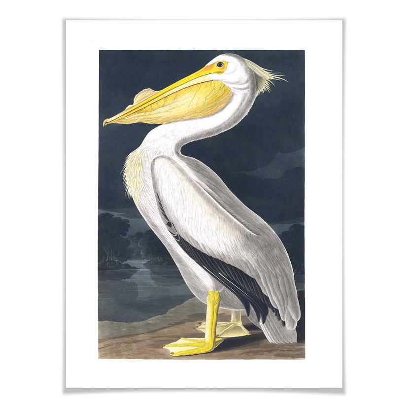 Poster Pelican