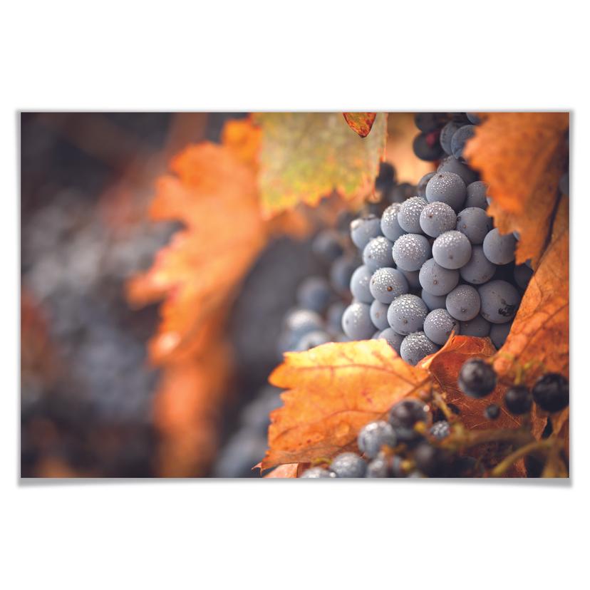 Poster - Vin en automne