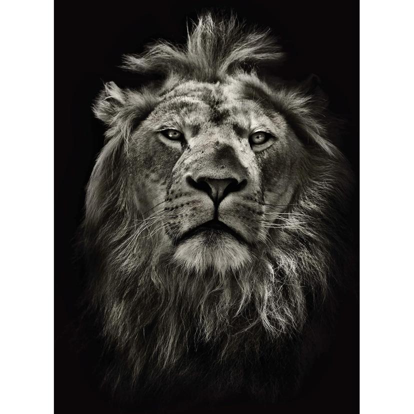 Fotomural león - 192x260 cm