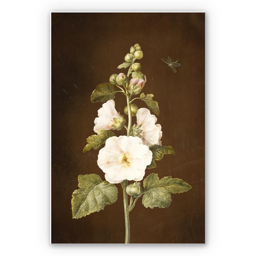 Tableau Forex - Dietzsch - Rose trémière