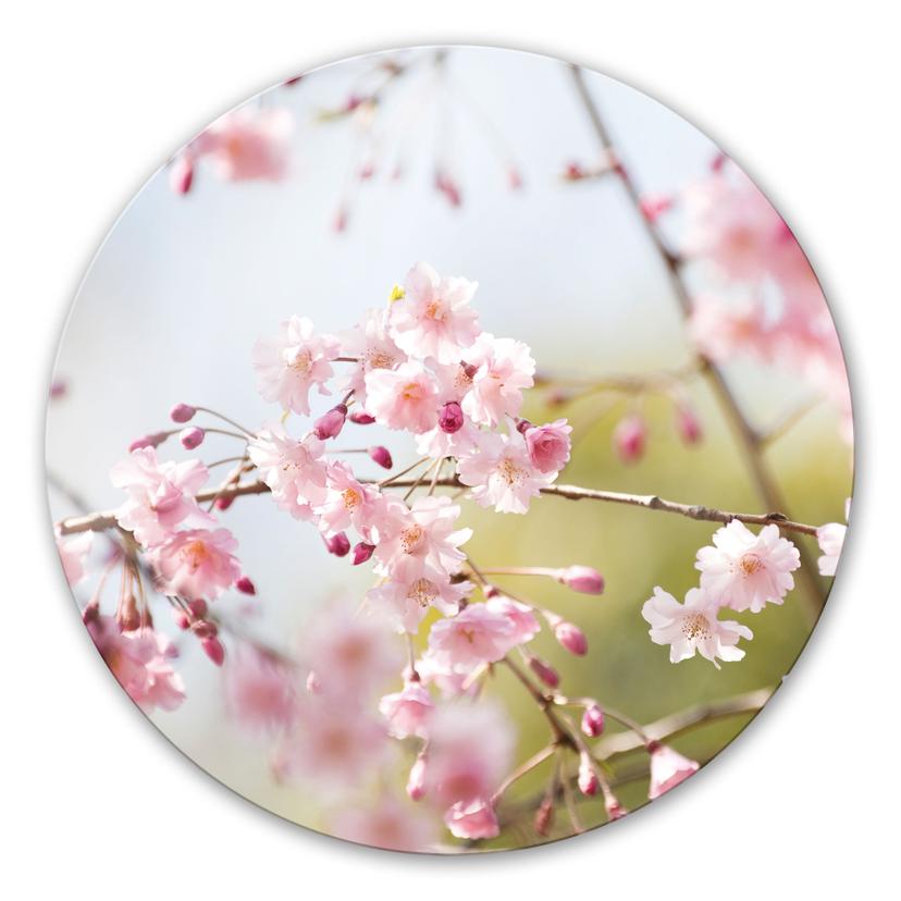 Tableau en verre - Fleurs de Cerisier - rond