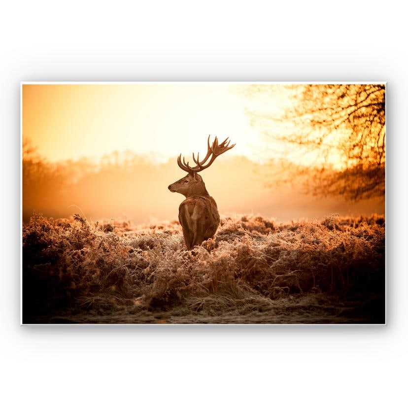 Tableau Forex - Cerf majestueux