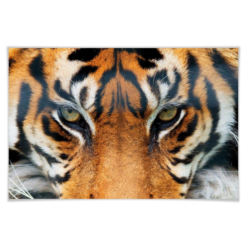 Giant Art® XXL-Poster Tijger - 175x115 cm
