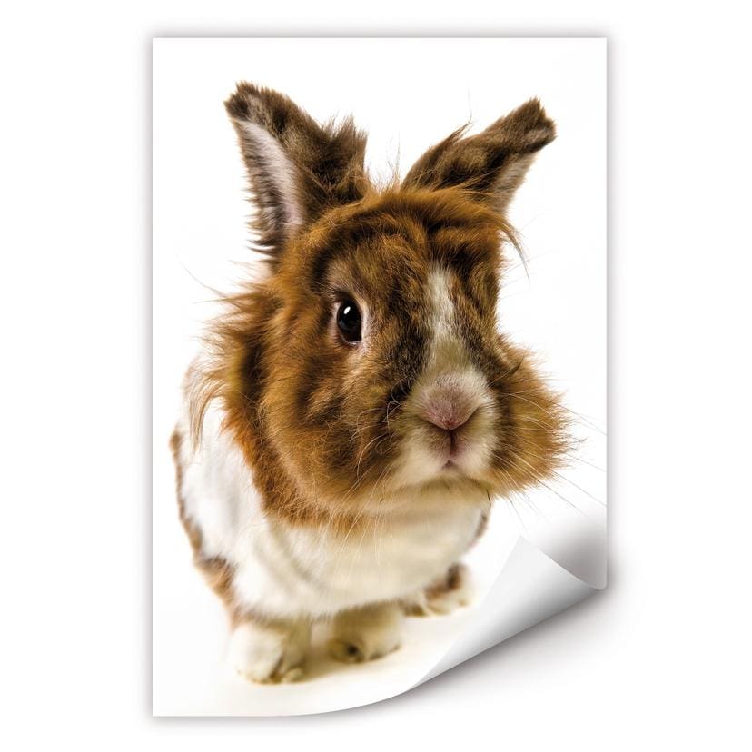 Poster autocollant - W - Lapin