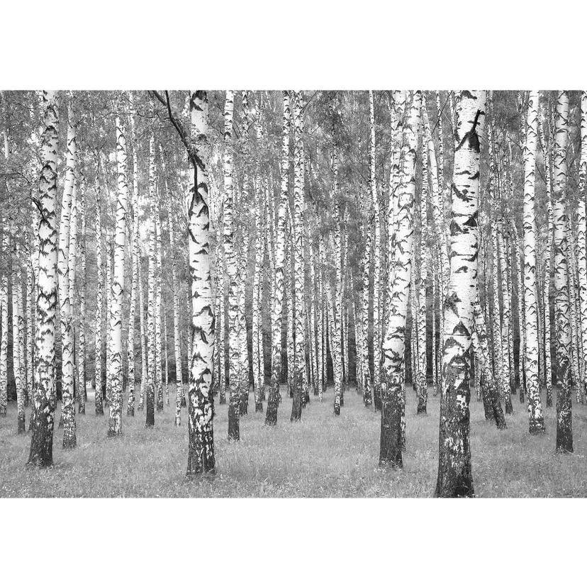 Fotomurale – Bosco di betulle 02