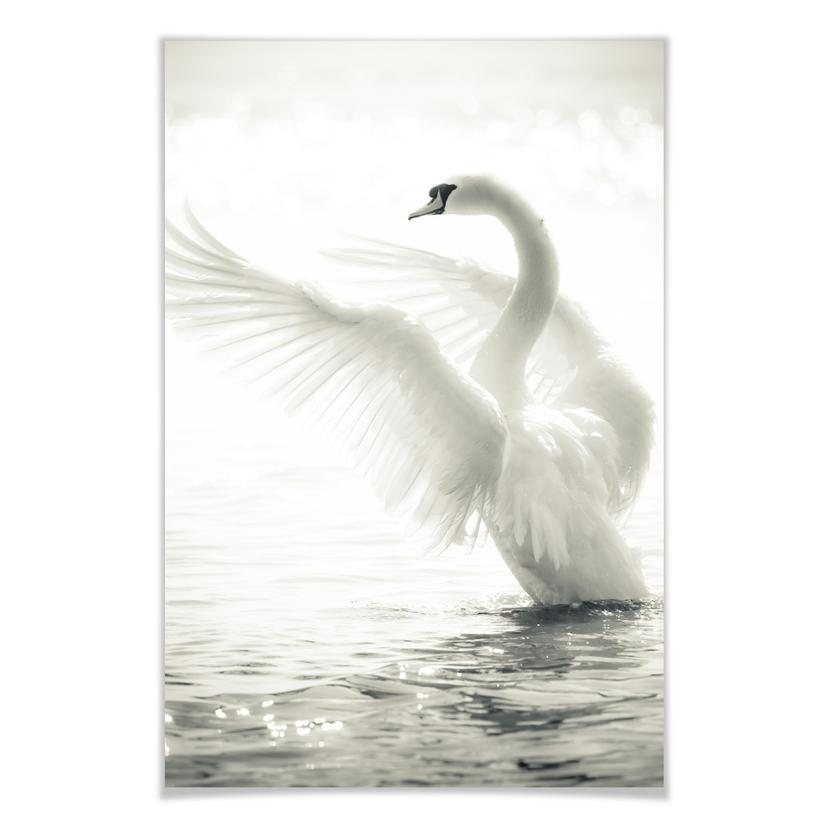 Poster - Cygne majestueux