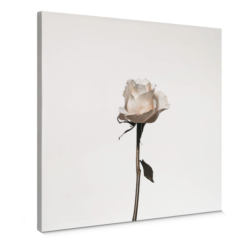 Lienzo La rosa blanca - Cuadrado