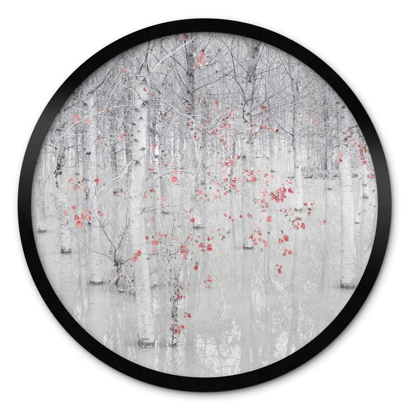 Póster Carozzi - Bosque de abedules blancos con hojas rojas - Redondo